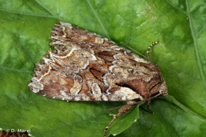 Noctuelle thalassine (La) © D. Morel