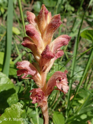 Orobanche de la germandrée © 