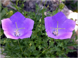 Campanule des Carpathes © 