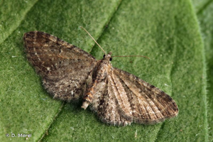 Eupithécie triponctuée (L') © D. Morel