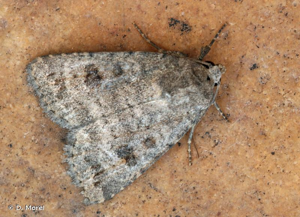 Noctuelle des Haies (La) © D. Morel