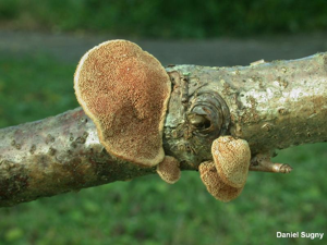 Polypore rutilant © D. Sugny