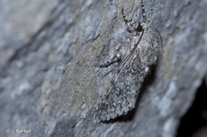 Noctuelle de l'Euphorbe (La) © J. Barbut