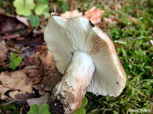 Russule à lames âcres © D. Sugny