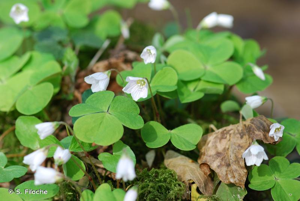 Pain de coucou, Oxalis petite oseille, Surelle, Alleluia © S. Filoche