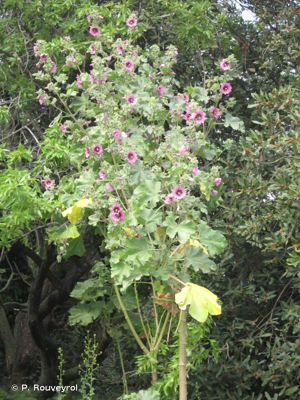 Mauve en arbre © P. Rouveyrol