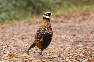Faisan vénéré, Faisans de Chasse © Nicolas Belcourt