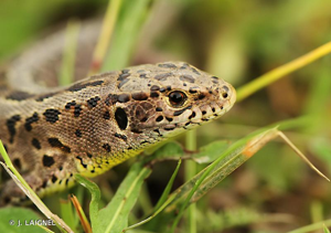 Lézard des souches (Le) © J. LAIGNEL