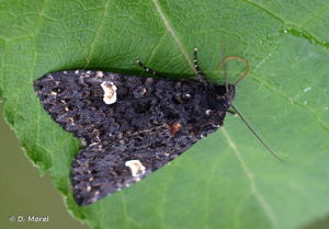 Noctuelle de la Persicaire (La) © D. Morel