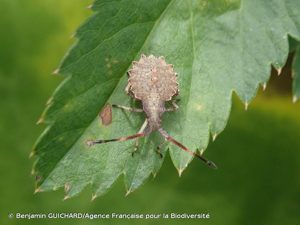  © Benjamin GUICHARD/Agence Française pour la Biodiversité