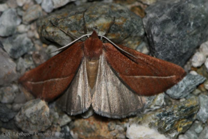 Fidonie pointue (La) © A. LEVEQUE (Entomo Fauna)