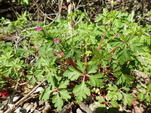 Géranium pourpre © H. TINGUY