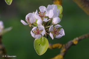 Poirier cultivé, Poirier commun © P. Gourdain