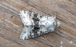 Noctuelle sereine (La) © F. Michalke