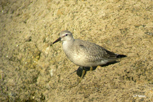 Bécasseau maubèche © J.P. Siblet