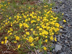 Potentille de Tabernaemontanus © 