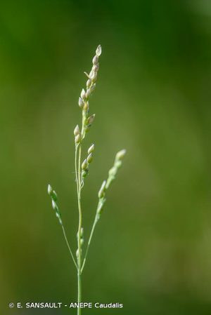 Millet de printemps, Millet printanier rude, Millet rude, Millet printanier scabre © E. SANSAULT - ANEPE Caudalis