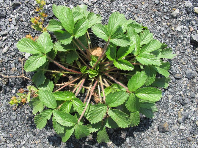 Potentille norvégienne, Potentille de Norvège &copy; H. TINGUY