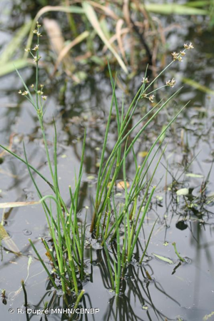 Jonc hétérophylle, Jonc à feuilles variées © R. Dupré MNHN/CBNBP
