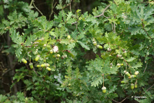 Chêne pédonculé, Gravelin © P. Gourdain