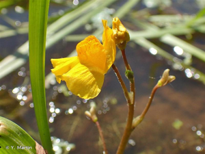 Utriculaire citrine, Utriculaire élevée, Grande utriculaire © Y. Martin