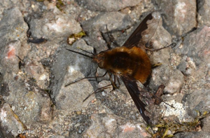 Grand bombyle © C. Quintin