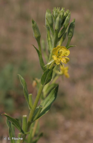 Onagre à petites fleurs, Onagre muriquée © S. Filoche