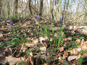 Muscari faux-botryde, Muscari botryoïde, Muscari en grappe © H. Tinguy
