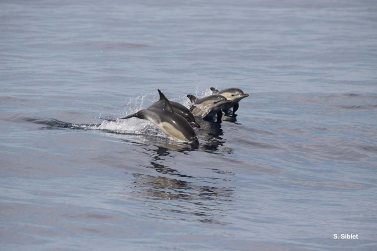 Dauphin commun, Dauphin commun à bec court, Dauphin commun à bec long &copy; S. Siblet