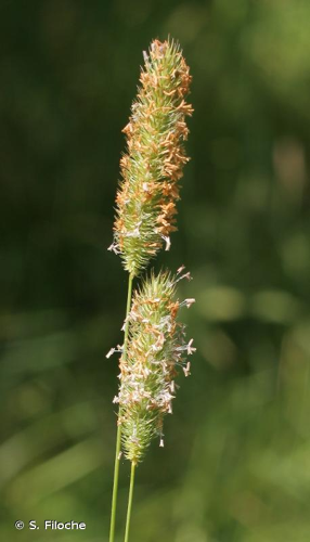Fléole des prés © S. Filoche
