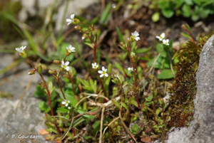Saxifrage à trois doigts, Petite saxifrage © P. Gourdain