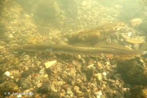Lamproie de rivière, Lamproie fluviatile © R. Sabatié INRA