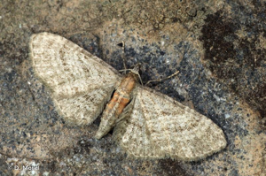 Eupithécie de la Clématite (L') © D. Morel