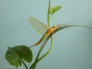 Éphémère jaune à deux filets & ailes réticulées © M. Chovet