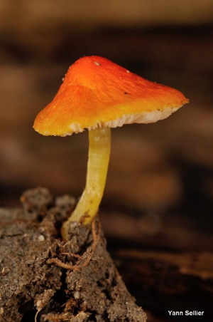 Plutée orangé © Y. Sellier