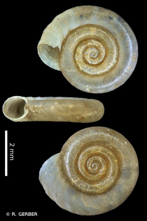 Planorbe de Linné © R. GERBER
