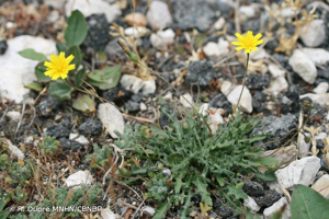 Liondent des rochers, Léontodon des rochers © R. Dupré MNHN/CBNBP