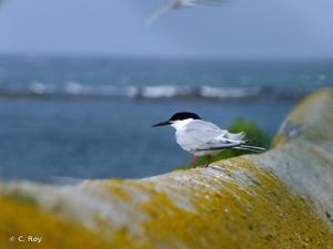 Sterne de Dougall © C. Roy
