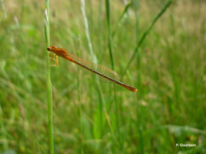 Agrion nain (L') © P. Gourdain