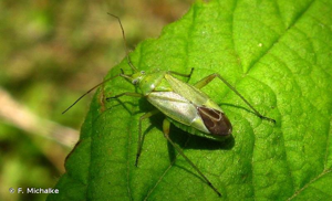 Punaise de la pomme de terre © F. Michalke