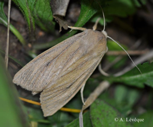 Noctuelle du Roseau (La) © A. Lévêque