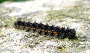Lithosie complanule (La), Lithosie plombée (La) © F. Michalke