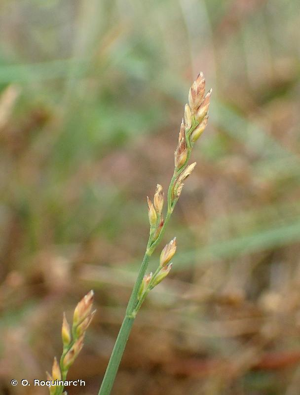 Pâturin comprimé, Pâturin à tiges aplaties © O. Roquinarc'h