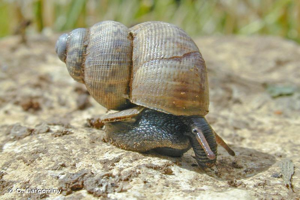 Élégante striée © O. Gargominy
