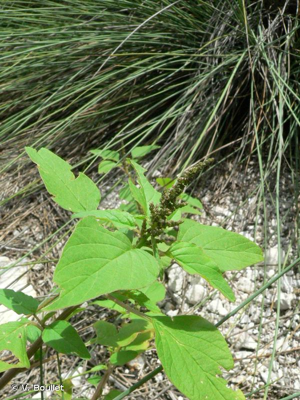 Amarante verte, Fleur de jalousie, Passe-velours © V. Boullet