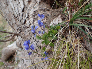 Polygale du calcaire, Polygala du calcaire © 