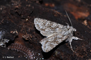 Noctuelle areolée (La) © J. Barbut