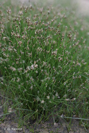 Scirpe épingle, Héléocharis Épingle © O. Nawrot