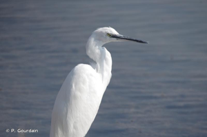 Aigrette garzette © P. Gourdain