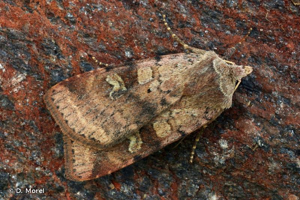 Noctuelle de la Primevère (La) © D. Morel